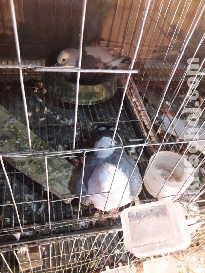 (ব্লু শার্ট ইন) রানিং